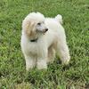 Standard Poodle