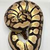 Rehoming ball pythons