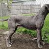 Great Dane Stud