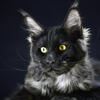 Maine Coon male black smoke 