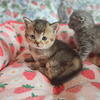 Christmas kittens Premium British Shorthair Kittens 