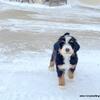 F1 Bernedoodle puppy Born November 17th!!