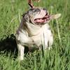 Merle American Bully