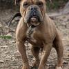 Generational merle stud 
