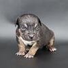 Sabrina - XL American Bully - Female