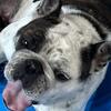 Female 2 1/2 English bulldog