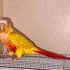Pineapple conure available 