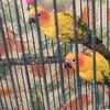 Beautiful sun conure 