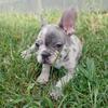 French Bulldog Stud in Columbus Ohio