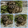 Shihpoo puppies