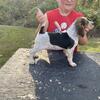 AKC Blue Tick Female Beagle puppy 400