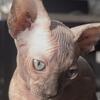 Rare Canadian Sphynx Kittens- Tortoiseshell & Seal Point, 1.5 months old