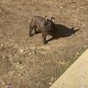 French Bulldog black with brindle markings