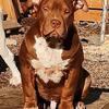 4 month American Bully XL Male