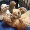SMALL MINI POODLE PUPS 