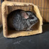 Chinchillas 