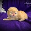 Red Persian Kittens in Arkansas 