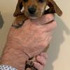Mini Dachshund Puppies