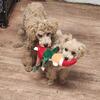 Toy Poodle puppy female