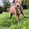 Female American bully looking for her forever home