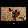 Belgian malinois x Dutch shepherd 
