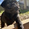 Black Pug Puppies 
