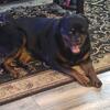Rottweiler sweet female