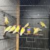 Lutino (red eyes) Gouldian Finches