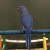 Violet Cleartail Indian Ringnecks