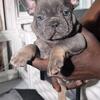Lilac Tan Frenchie (Girl)