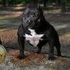 American Bully Stud 