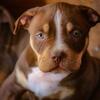 Chocolate tri American bully
