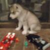 Siberian Husky full blooded puppies.