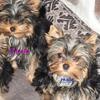 ACA Tiny YORKSHIRE TERRIER