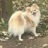 CKC Pomeranian 
