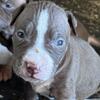 Abkc Registered American Bully Puppies