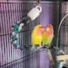 Lovebird pair