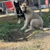German Shepherd X Husky puppies!