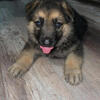 German shepherd puppy