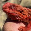 100% Red Monster Bearded Dragon