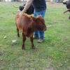 Dexter Highland Bull Calf - Jethro