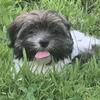 Lhasa Apso 