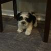Shih tzu Puppies 