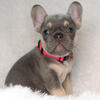 Akc French Bulldog