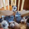 Kittens 