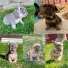 French Bulldog AKC puppies