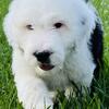 🐾 Sheepadoodle Puppies Available for Adoption 🐾 1 male 3 females 