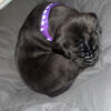 Full Blooded Great Dane 50% European 