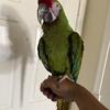 Beautiful military macaw