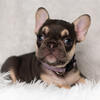 AKC French Bulldog